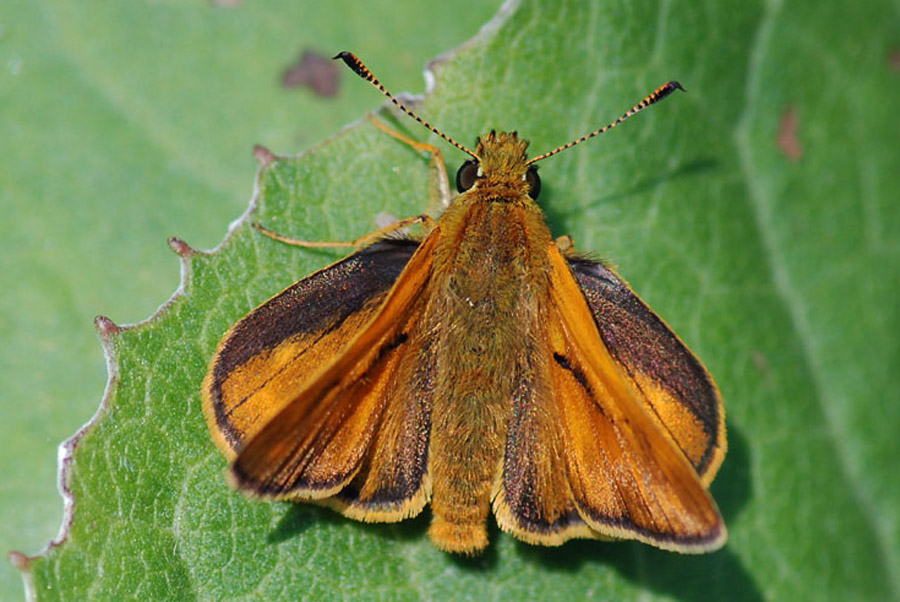 Ochlodes sylvanus